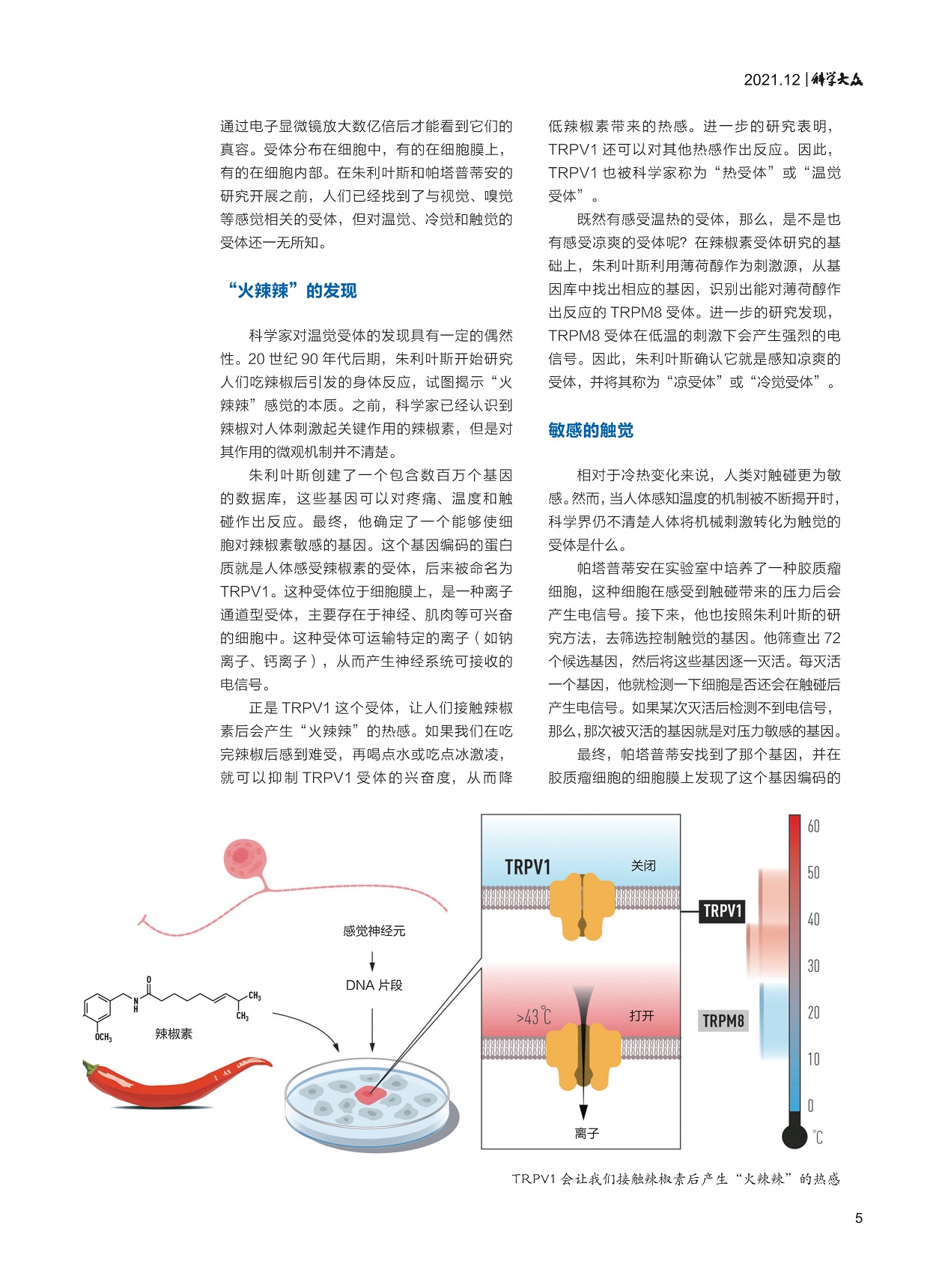 科学家对温觉受体的发现具有一定的偶然,人体将机械刺激转化为触觉