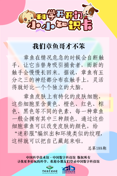 章鱼哥;不笨