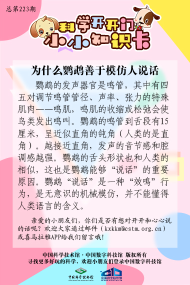 鹦鹉;模仿;说话