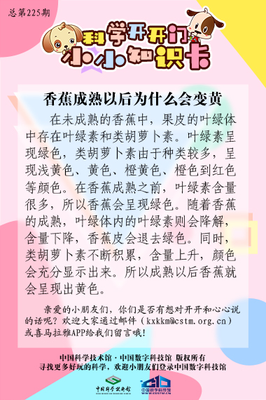 香蕉;成熟;变黄