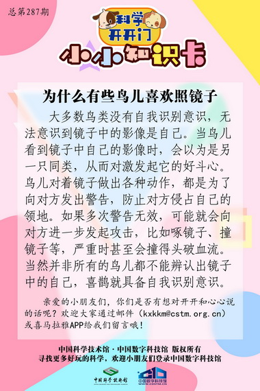 鸟儿照镜子,为什么有些鸟儿喜欢照镜子,